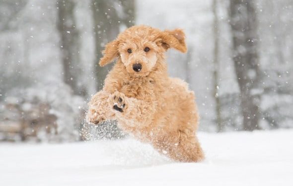 Les puces meurent-elles en hiver ?  |  Article et vidéo