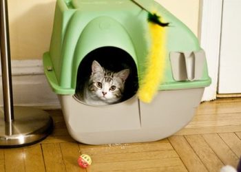 Litière naturelle pour chat : quelle est la différence et devriez-vous changer ?