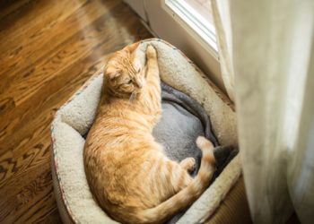 Lits orthopédiques pour chats âgés