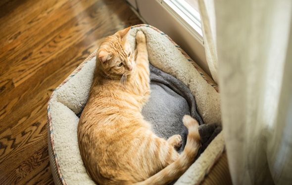 Lits orthopédiques pour chats âgés