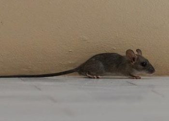 Lutte antiparasitaire non toxique : une alternative verte