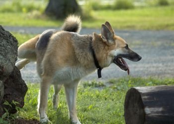 Maladie des voies urinaires inférieures chez le chien – Ce que vous devez savoir |  Animauxinfo