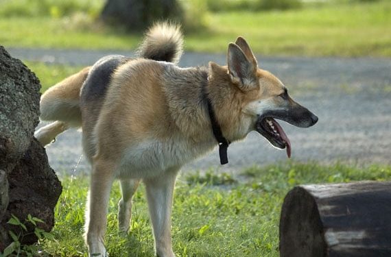 Maladie des voies urinaires inférieures chez le chien – Ce que vous devez savoir |  Animauxinfo