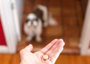 Mélanges dangereux de médicaments pour animaux de compagnie à éviter