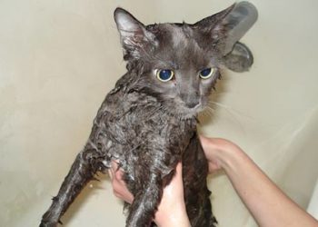 Méthodes « naturelles » pour contrôler les puces chez les chats