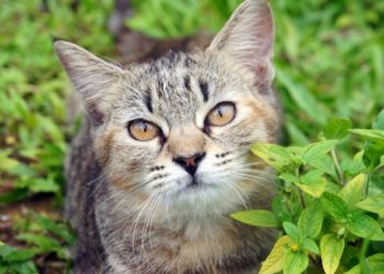 Moyens naturels pour gérer le diabète chez les chats