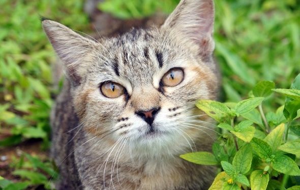 Moyens naturels pour gérer le diabète chez les chats