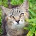 Moyens naturels pour gérer le diabète chez les chats