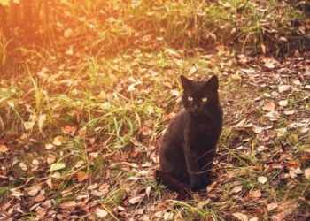 Mythes sur les animaux de compagnie : les chats noirs portent-ils malheur ?