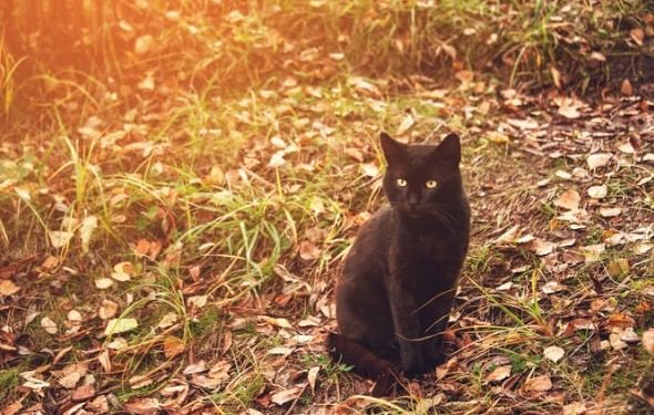 Mythes sur les animaux de compagnie : les chats noirs portent-ils malheur ?