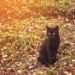 Mythes sur les animaux de compagnie : les chats noirs portent-ils malheur ?
