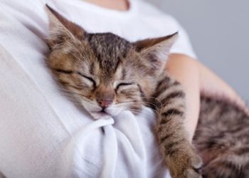 Nommer votre chaton |  Choisir le meilleur nom de chat pour votre chaton