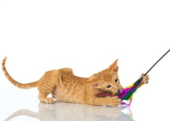 Nouvelle liste de contrôle pour chaton |  Fournitures pour chaton |  Nourriture pour chats, Kitter pour chats, etc.