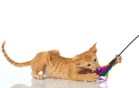 Nouvelle liste de contrôle pour chaton |  Fournitures pour chaton |  Nourriture pour chats, Kitter pour chats, etc.