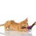 Nouvelle liste de contrôle pour chaton |  Fournitures pour chaton |  Nourriture pour chats, Kitter pour chats, etc.