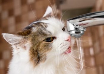 Pourquoi les chats détestent-ils l’eau ?  |  Mythes sur les animaux de compagnie : les chats détestent-ils vraiment l’eau ?