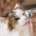 Pourquoi les chats détestent-ils l’eau ?  |  Mythes sur les animaux de compagnie : les chats détestent-ils vraiment l’eau ?