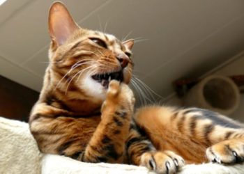 Se ronger les ongles chez les chats |  Animauxinfo