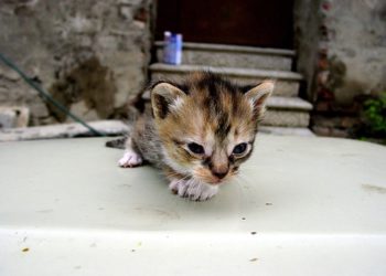 Soins aux chatons orphelins |  Animauxinfo