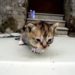 Soins aux chatons orphelins |  Animauxinfo