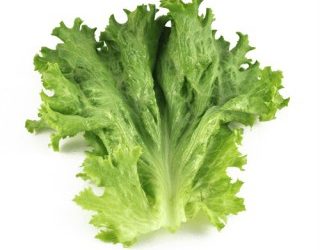 chien peut manger de la laitue |  Mais devraient-ils? [Best Advice]