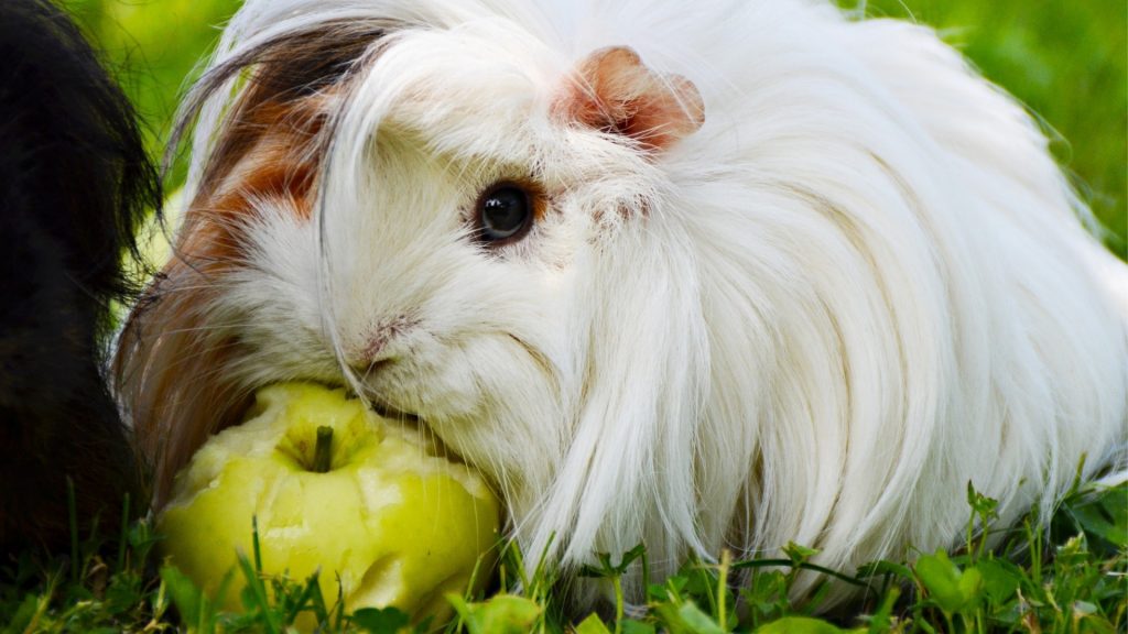 Risques à considérer lors de l'alimentation de pommes vertes à un cochon d'Inde
