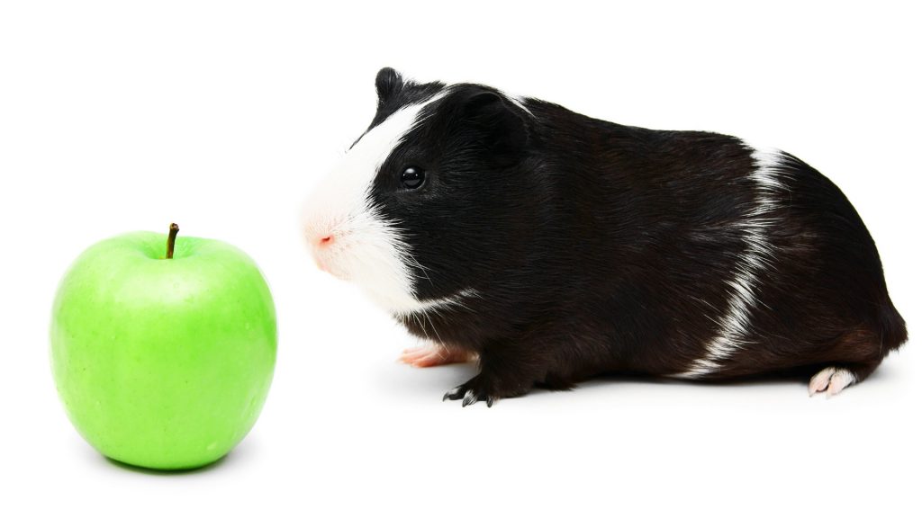 Les cochons d'Inde peuvent-ils manger une pomme verte entière