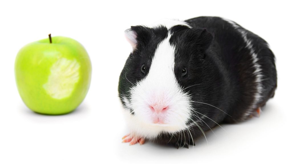 Les cochons d'Inde peuvent-ils manger de la peau de pomme verte