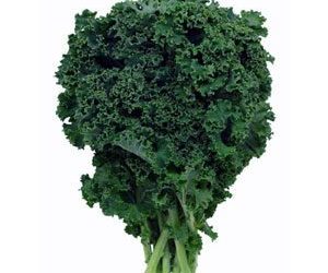 Les chiens peuvent-ils manger du chou frisé ?  |  Bonne ou mauvaise idée ? [Best Advice]