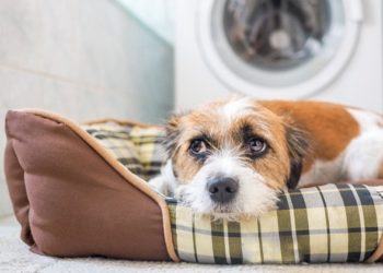 Avez-vous besoin d’embaucher un comportementaliste canin ?