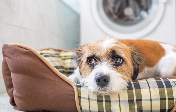 Avez-vous besoin d’embaucher un comportementaliste canin ?