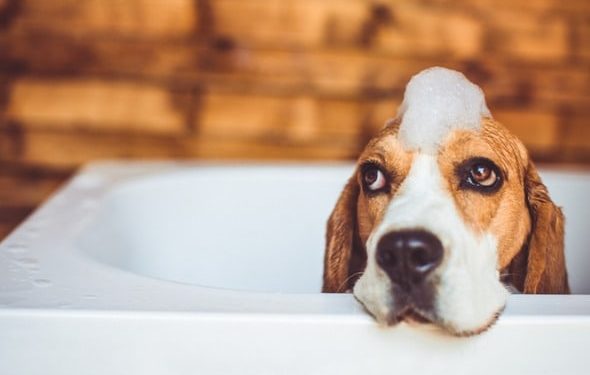 Avez-vous besoin d’un shampoing médicamenteux pour chien ?