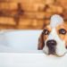 Avez-vous besoin d’un shampoing médicamenteux pour chien ?
