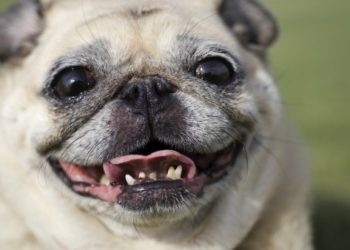 Bretelles pour chien : ce que vous devez savoir