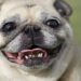 Bretelles pour chien : ce que vous devez savoir