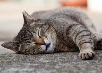 Chats âgés : quelques éléments à garder à l’esprit