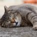 Chats âgés : quelques éléments à garder à l’esprit