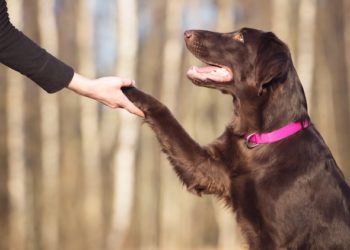 Chien 101 : Comment dresser votre chien