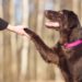 Chien 101 : Comment dresser votre chien
