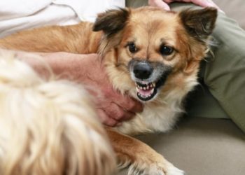Chien qui grogne : 5 choses qui pourraient être à blâmer