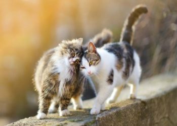 Comment les chats communiquent |  Langage corporel du chat