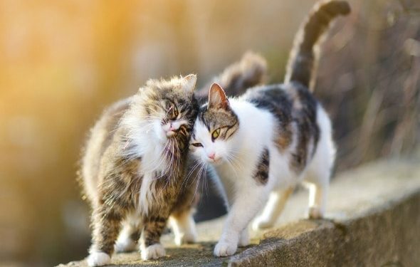 Comment Les Chats Communiquent Langage Corporel Du Chat Animaux Info Votre Source Numero 1 D Informations Et Tutoriels Sur Les Animaux