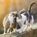 Comment les chats communiquent |  Langage corporel du chat