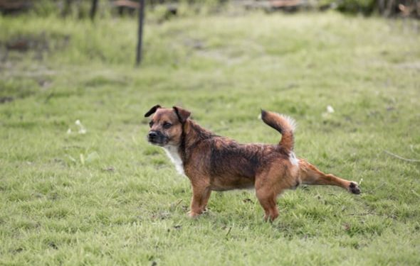Comportement du chien : pourquoi les chiens frappent-ils leurs pieds après avoir fait caca ?