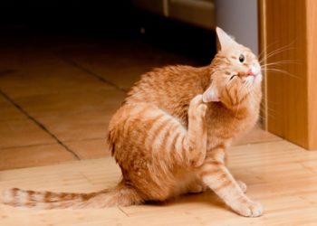 Conseils de sécurité pour l’utilisation de produits de traitement contre les puces et les tiques sur les chats