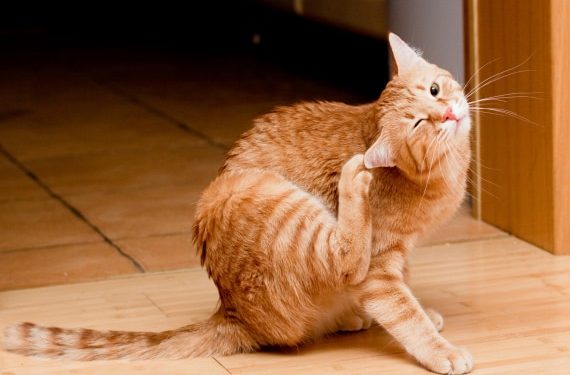 Conseils de sécurité pour l’utilisation de produits de traitement contre les puces et les tiques sur les chats