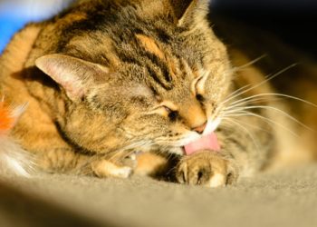Conseils de toilettage pour chats âgés |  animauxinfo
