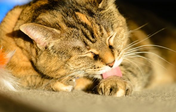 Conseils de toilettage pour chats âgés | animauxinfo