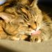 Conseils de toilettage pour chats âgés |  animauxinfo