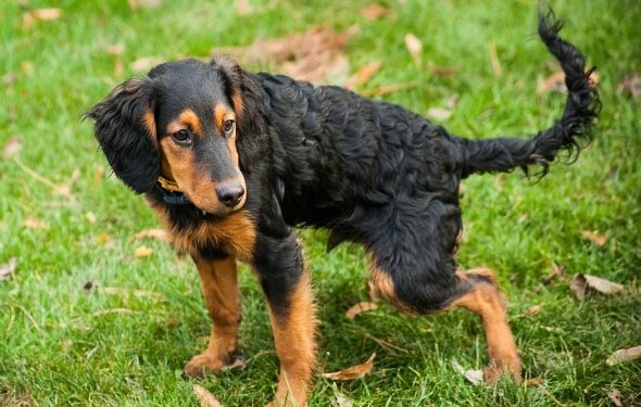 Constipation du chien : pourquoi c’est une urgence médicale